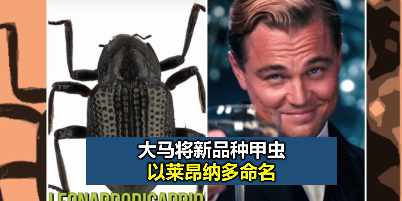 大马将新品种甲虫以莱昂纳多命名