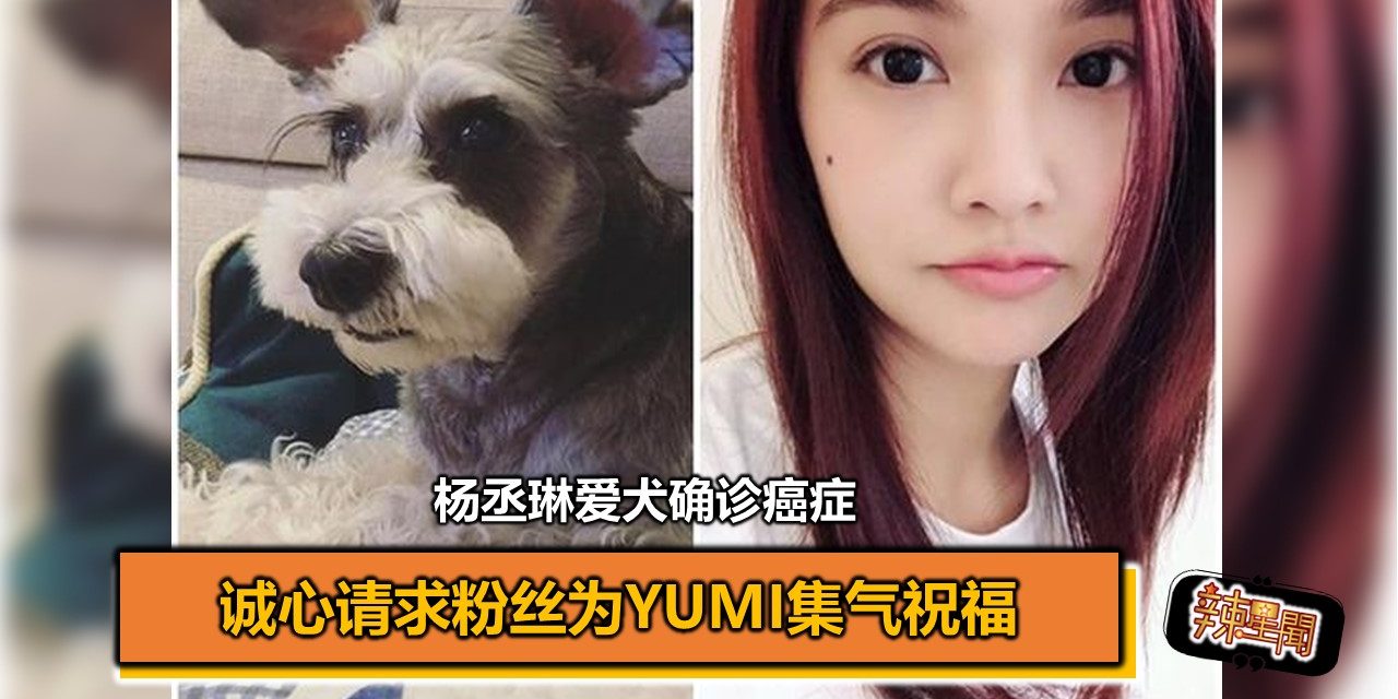 杨丞琳爱犬确诊癌症 诚心请求粉丝为Yumi集气祝福