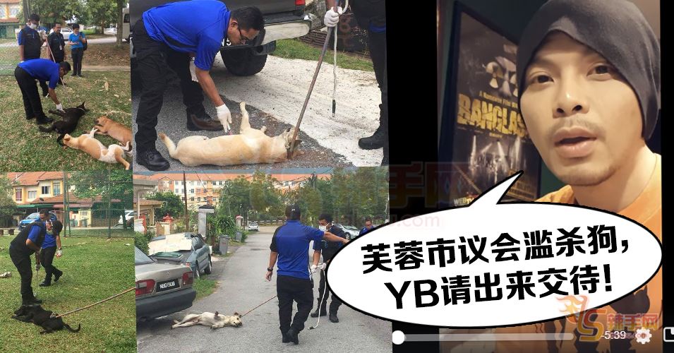 谴责滥杀流浪狗 芙蓉YB请出来交代！