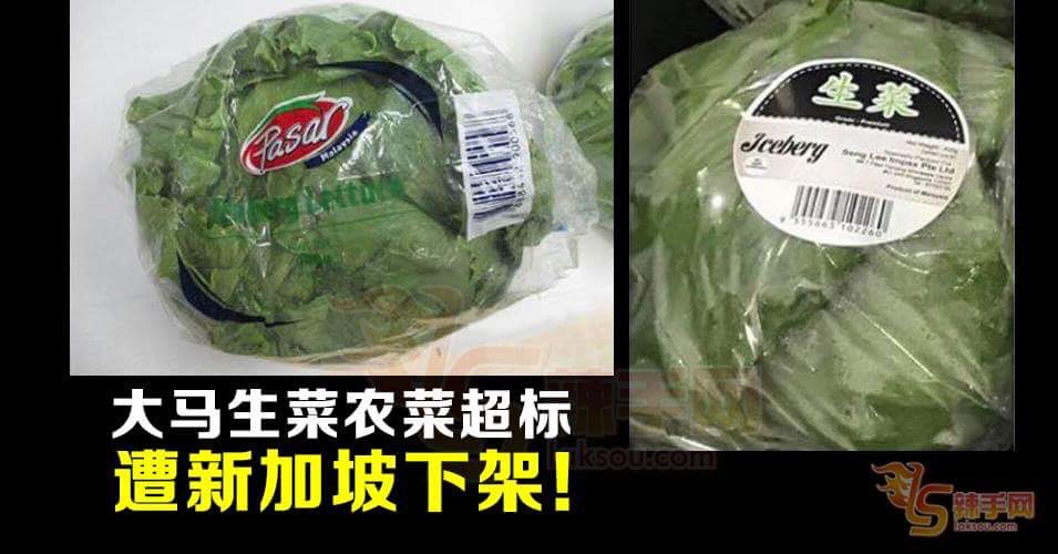 马出口生菜含超标农业
