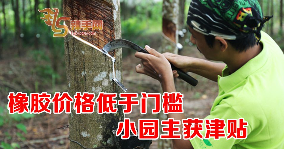 橡胶价格低  园主可获津贴