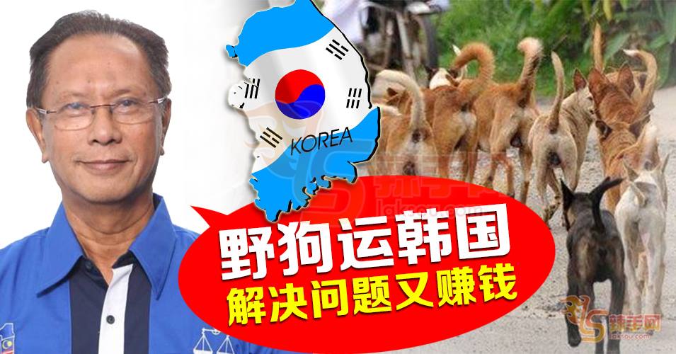 巫统州议员: 野狗运韩国供当地狗肉市场