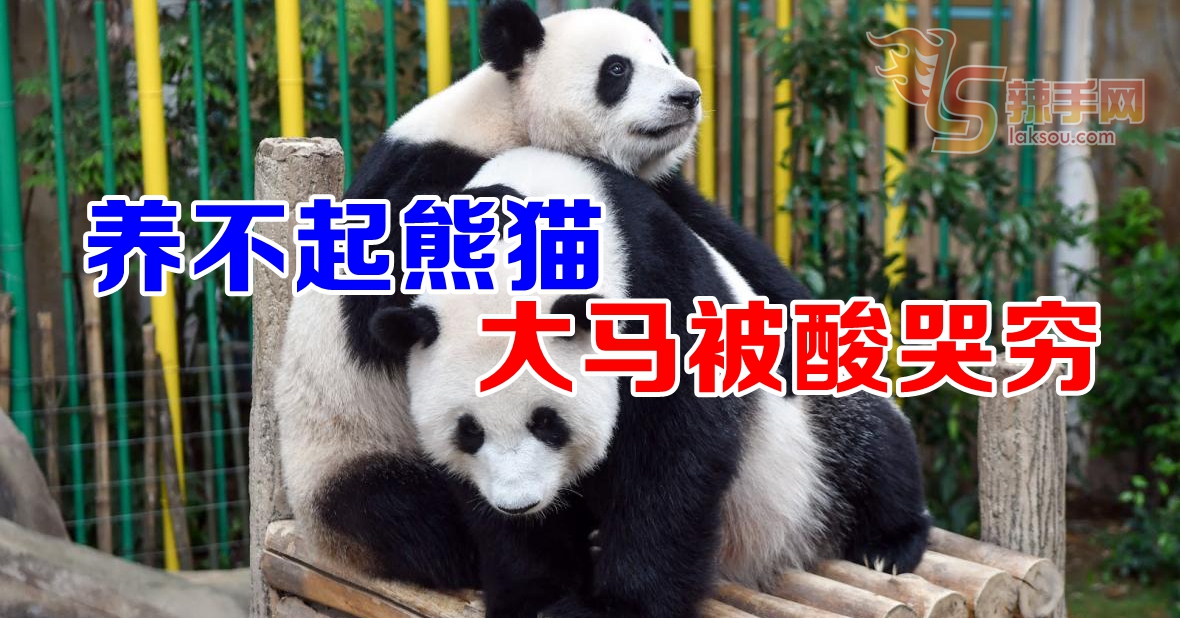 养不起熊猫 大马被批哭穷