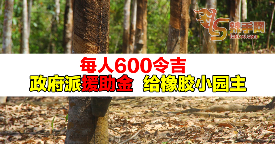 财政部拨1亿6500万援助金  给橡胶小园主