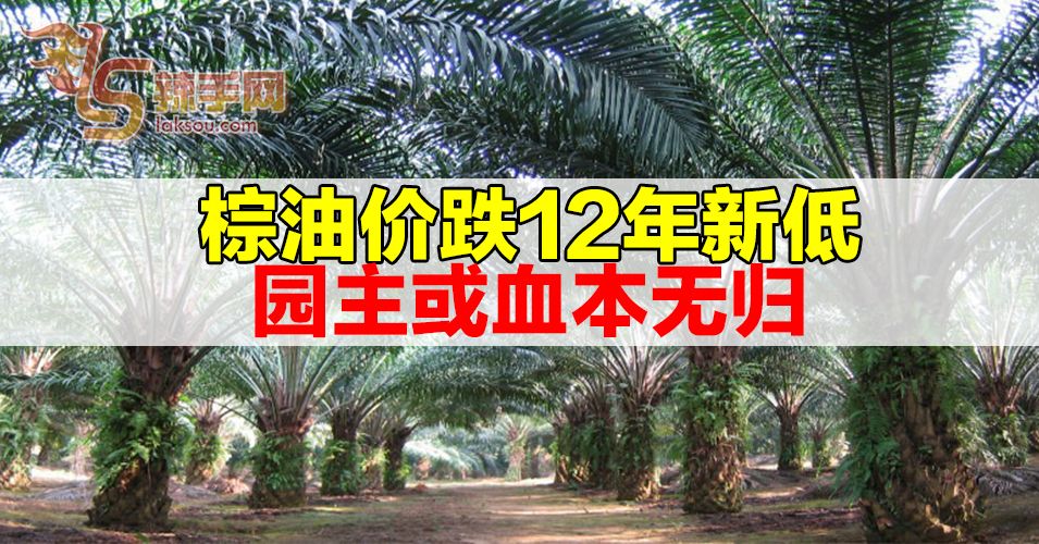 棕油价跌12年新低    园主或血本无归