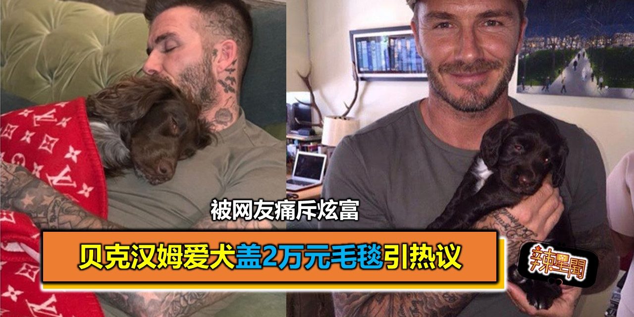 贝克汉姆爱犬盖2万元毛毯引热议 被网友痛斥炫富