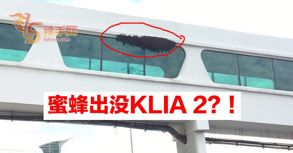KLIA2出现蜜蜂？！