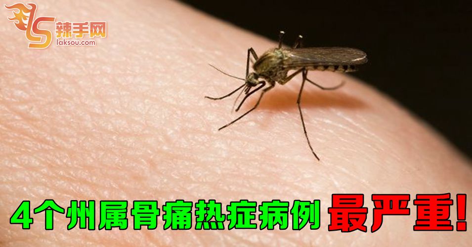 这4个州属骨痛热症病例增加了！