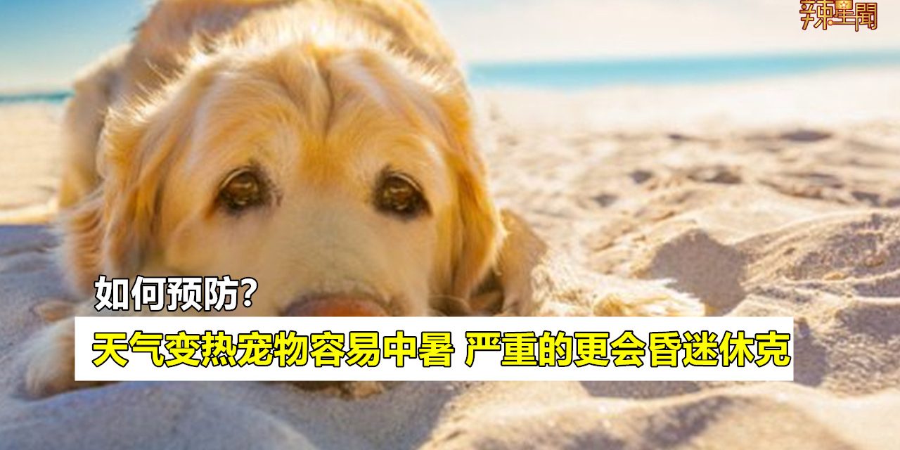 天气变热宠物容易中暑 严重的会昏迷休克