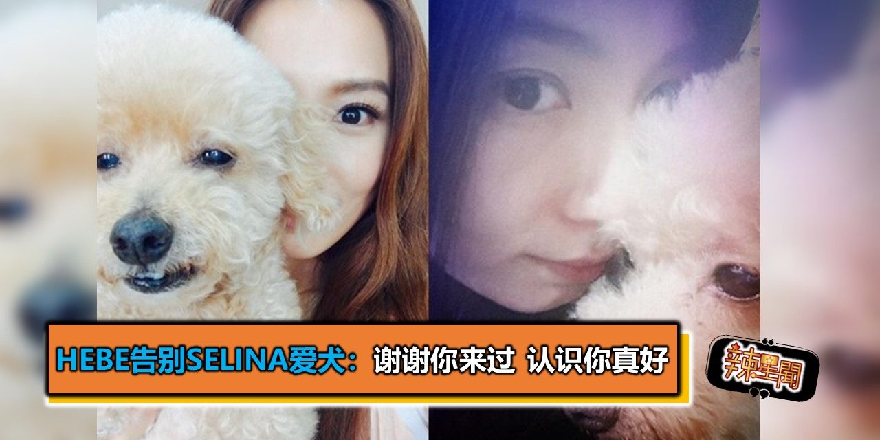 Hebe告别Selina爱犬：谢谢你来过 认识你真好