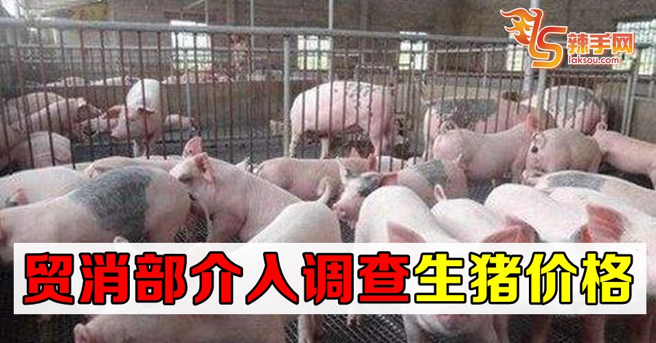 贸消部介入调查生猪价格