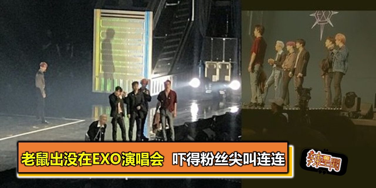 老鼠出没在EXO演唱会  吓得粉丝尖叫连连