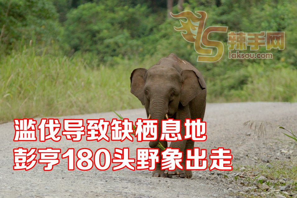 彭亨州野象走出森林觅食