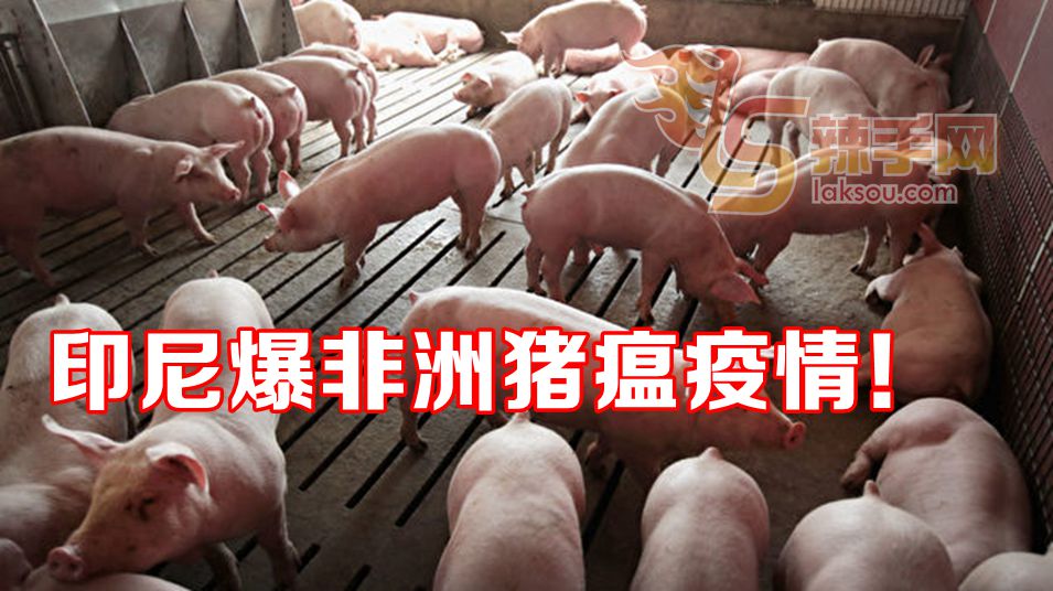 亚洲11国爆发非洲猪瘟疫情