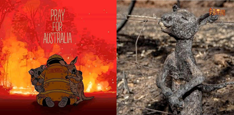 澳洲山火持续燃烧！除了为他们祈祷，你还能通过以下方法帮助澳洲！