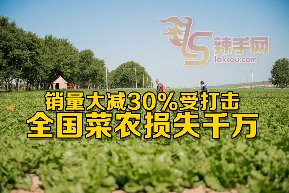 MCO全国菜农损失千万