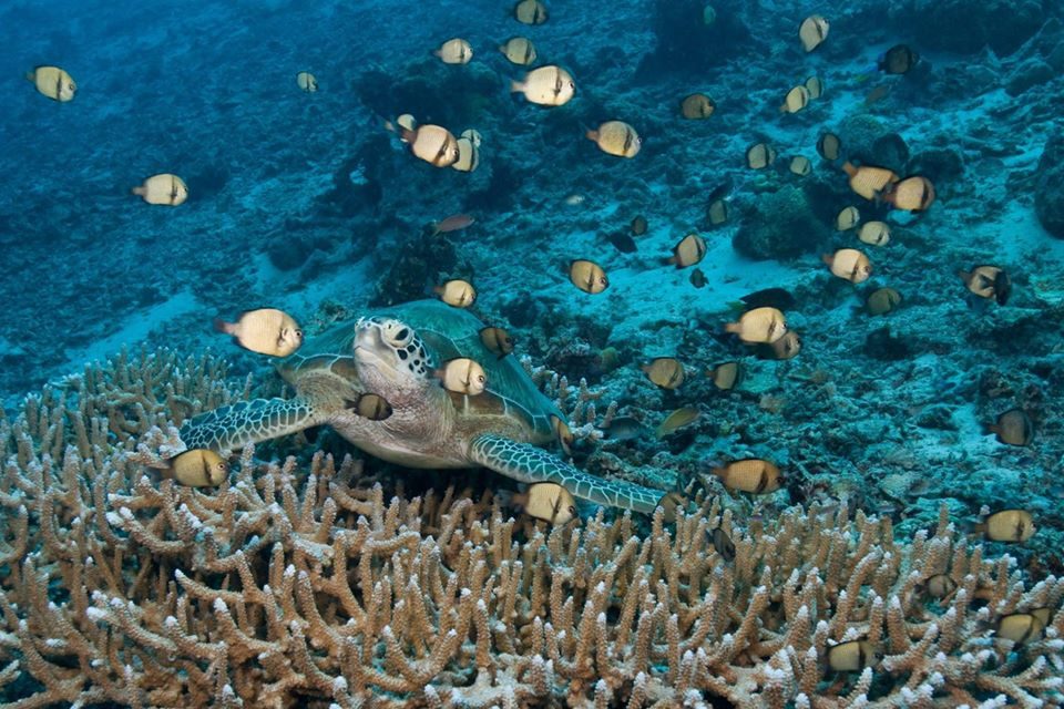 马来西亚的马尔代夫！仙本那最受欢迎海岛之一！