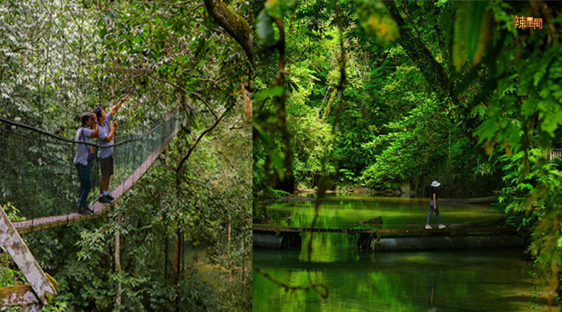 想体验看看洞穴与雨林的生态之旅？到大马最原始的姆鲁国家公园吧！