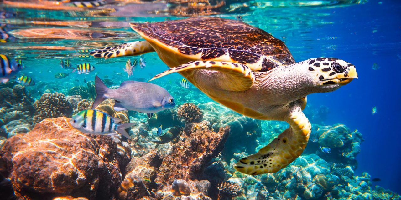 想出海岛玩就要趁现在！带你追寻夏日么么茶的足迹！