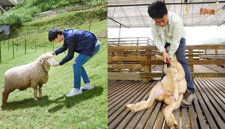 大马版青青草原！不用出国也可以看到超可爱的小绵羊啦！