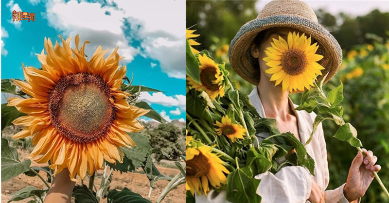 大马也有超美花海！想要拍照的mark起来啦喂！