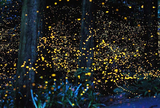 仲夏夜里的萤火虫梦境 最适合阖家旅游的好景点！