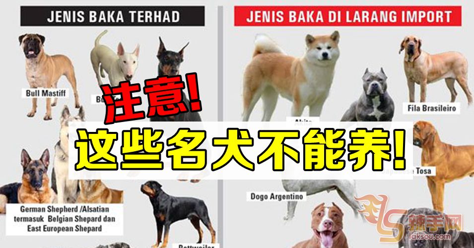 这些名犬不能养！