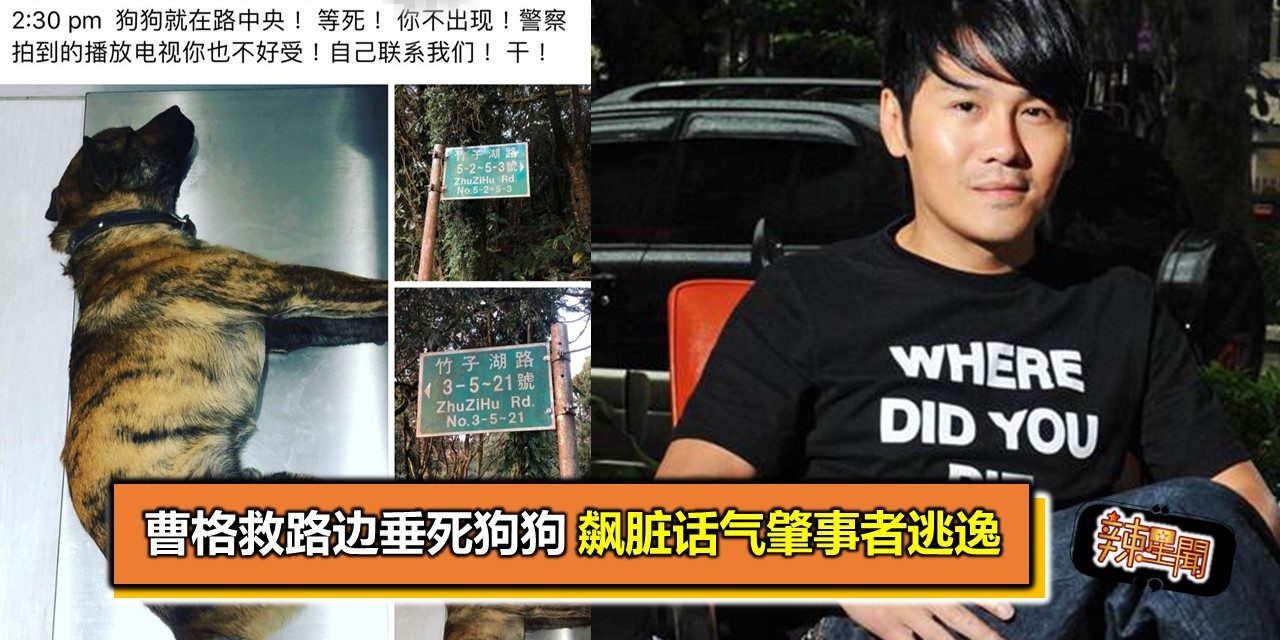 曹格救路边垂死狗狗 飙脏话气肇事者逃逸