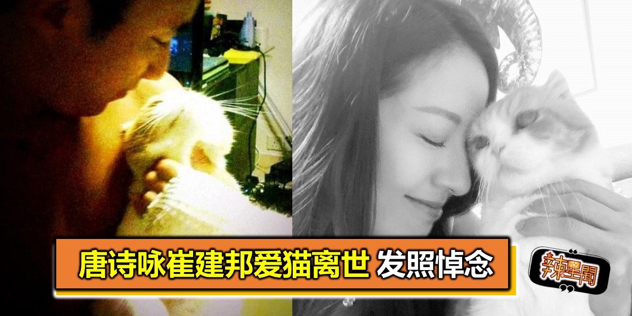 唐诗咏崔建邦爱猫离世 发照悼念