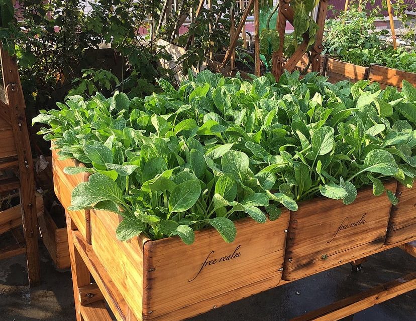 蔬菜价格暴涨 买种子回家种好过