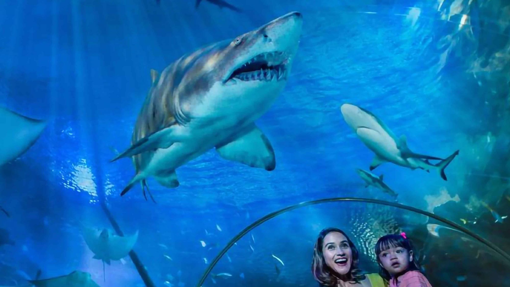 Aquaria Klcc水族馆入门票只需RM35 辣手网