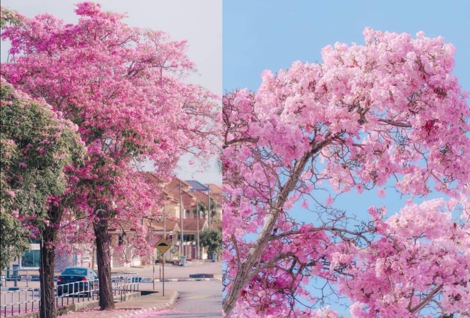 马来西亚最美“樱花”风铃木再现