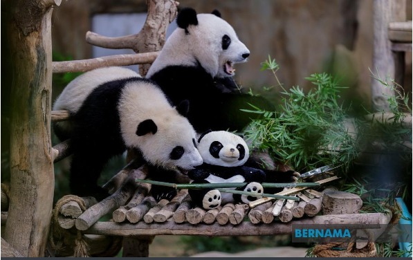 熊猫“谊谊”和“升谊”将在5月1日回中国