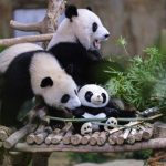 熊猫“谊谊”和“升谊”今年8月返回中国