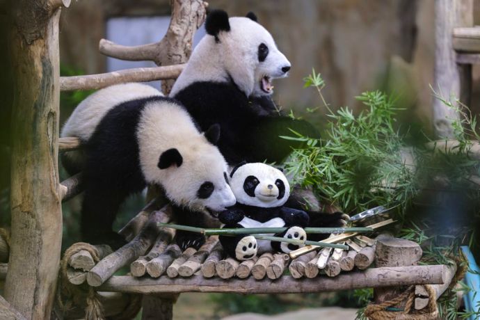 熊猫“谊谊”和“升谊”今年8月返回中国