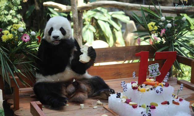谊谊升谊今天回中国 国家动物园不舍告别