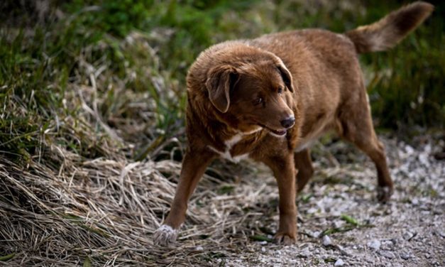 世纪最长命狗狗走了 为什么能活到31岁？