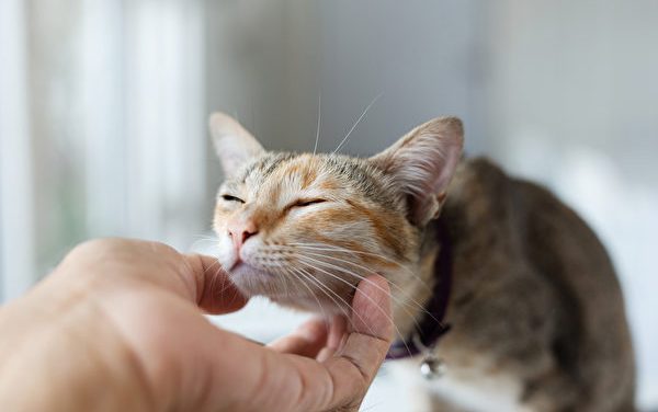 撸猫有风险！大马公共卫生提醒：警惕猫跳蚤对人类的三大危害！
