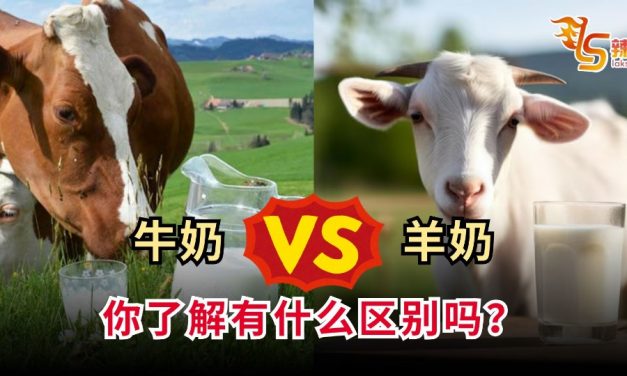 牛奶VS羊奶 你了解有什么区别吗？