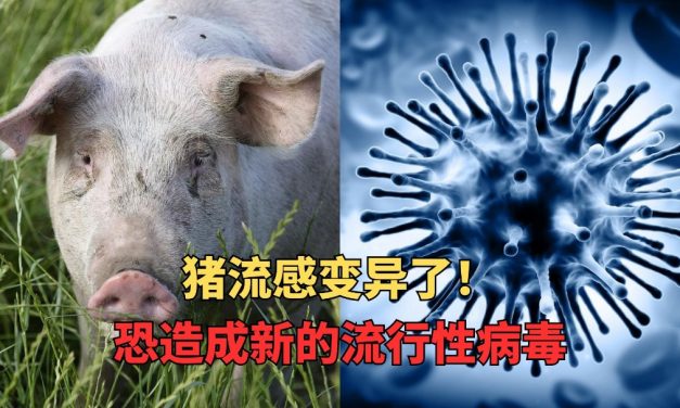 猪流感变异了！恐造成新的流行性病毒