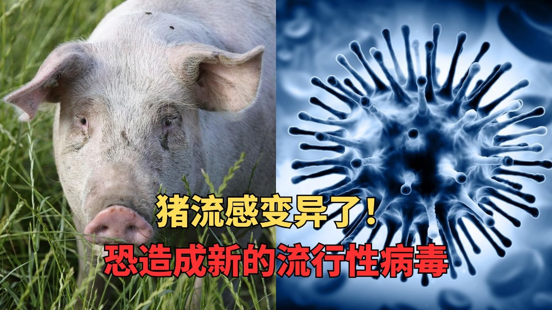 猪流感变异了！恐造成新的流行性病毒