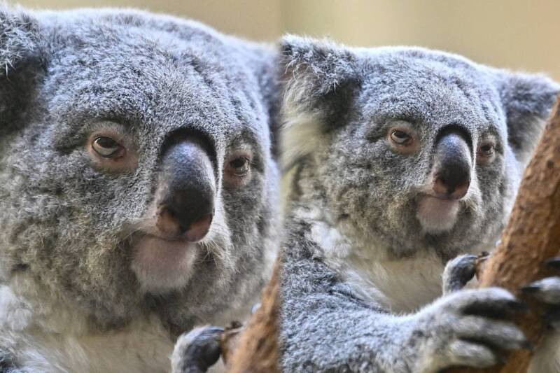 日本无尾熊“不想上班”超厌世脸爆红​​！