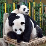 新熊猫要来啦！晨星和晓月下周抵达马来西亚国家动物园