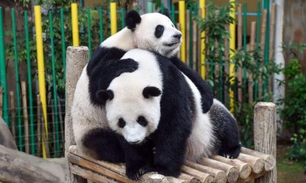 新熊猫要来啦！晨星和晓月下周抵达马来西亚国家动物园